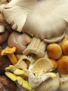 Frische Pilze richtig einfrieren und Reste von Pilzgerichten haltbar machen mit dieser Anleitung